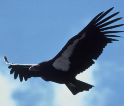 California Condors Logo