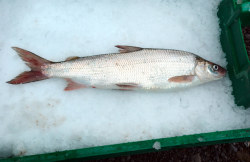 Shiocton White Fish Logo