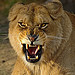 R09 Lioness Logo