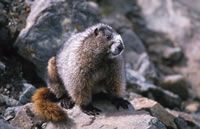 Hoary Marmots Logo