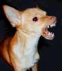 Rabid Chihuahuas Logo